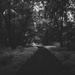 Path Through The Woods by ramr
