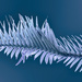 Get Pushed 423 - Anna Atkins's cyanotypes - Wollemi Pine by annied