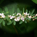 Wildflower - Sericea Lespedeza by marlboromaam