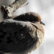 26th Mar 2020 - Mourning Dove