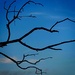 Leafless  by skipt07