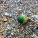 From a tiny acorn... by kaylynn2150