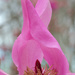 Centre of a pink magnolia by maureenpp