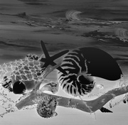4th Sep 2020 - Black and white inverted shells