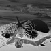 Black and white inverted shells by suez1e