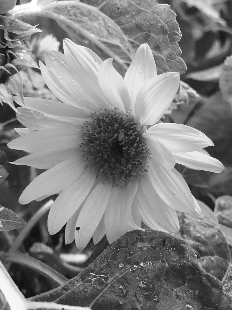 Sunflower in black and white.... by anne2013