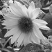 Sunflower in black and white.... by anne2013
