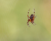 4th Sep 2020 - spider