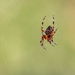 spider by nicoleweg