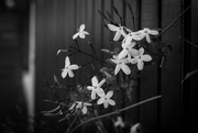 5th Sep 2020 - Floral fence