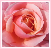 5th Sep 2020 - Rose pink