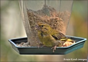 5th Sep 2020 - Nice to see the greenfinches