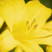 Yellow Lily by k9photo
