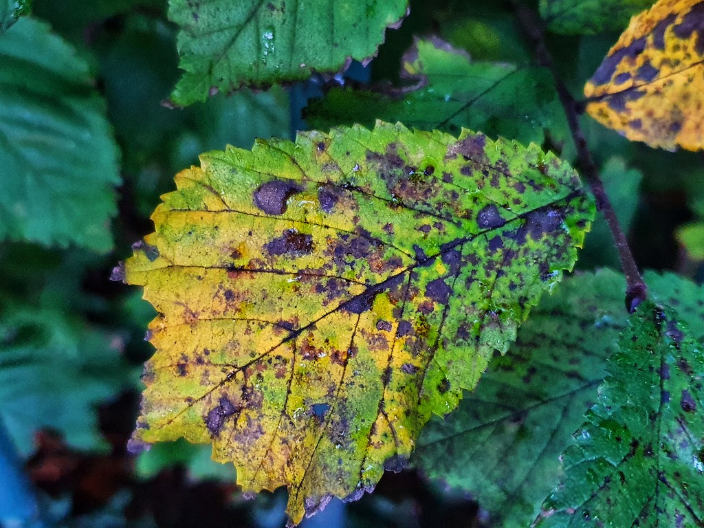 Eye-catching leaf  by isaacsnek