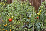 5th Sep 2020 - Tomatoes