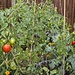 Tomatoes by billyboy