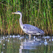 Heron in the Reeds. by tonygig