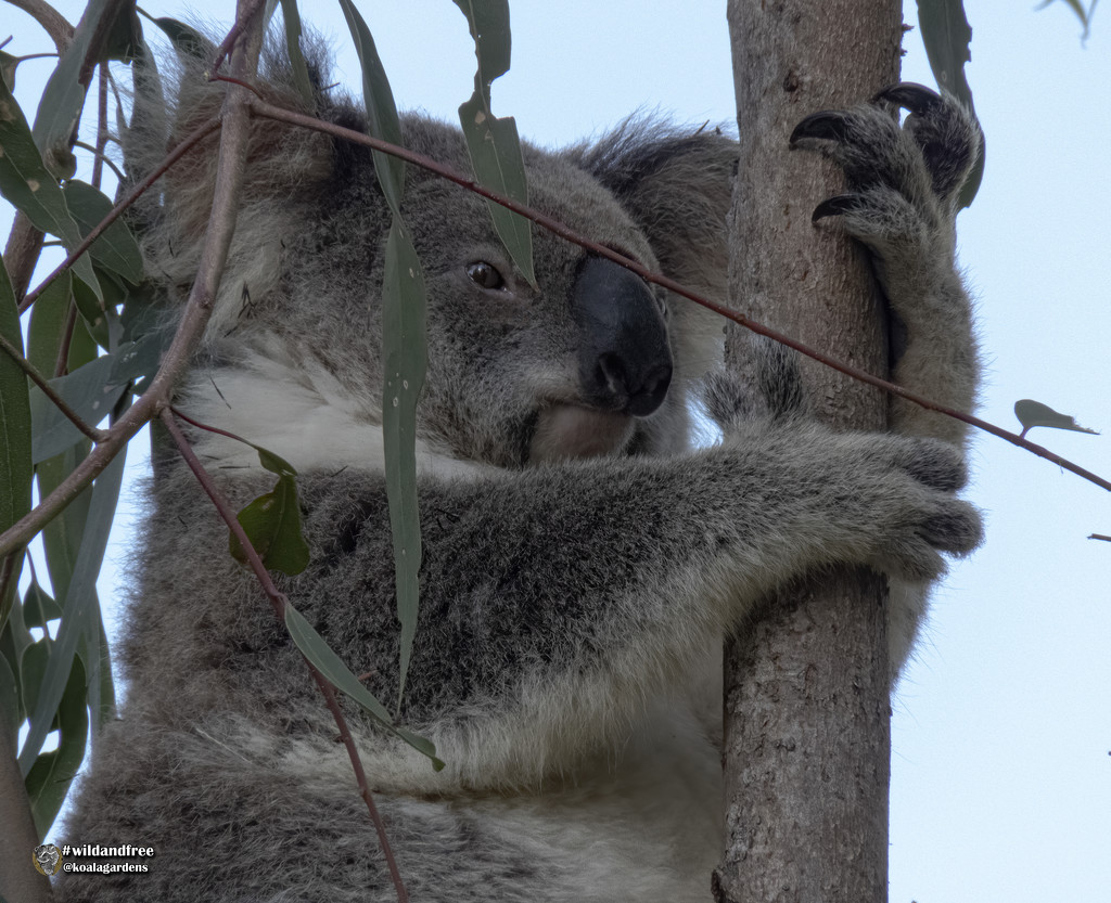 so good to see Phoenix by koalagardens
