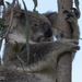 so good to see Phoenix by koalagardens