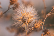 2nd Sep 2020 - dry thistle