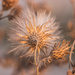 dry thistle by aecasey