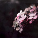hydrangea with spilled paint by pistache