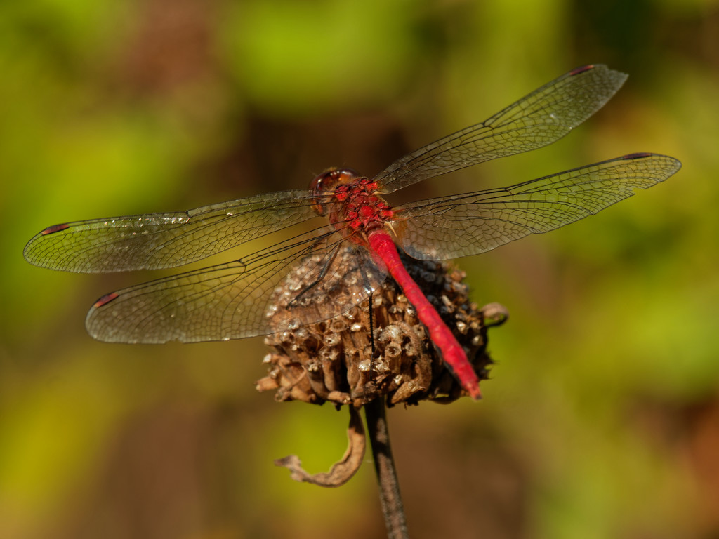 ruddy darter dragonfly  by rminer