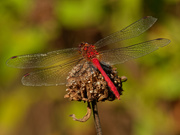 5th Sep 2020 - ruddy darter dragonfly 