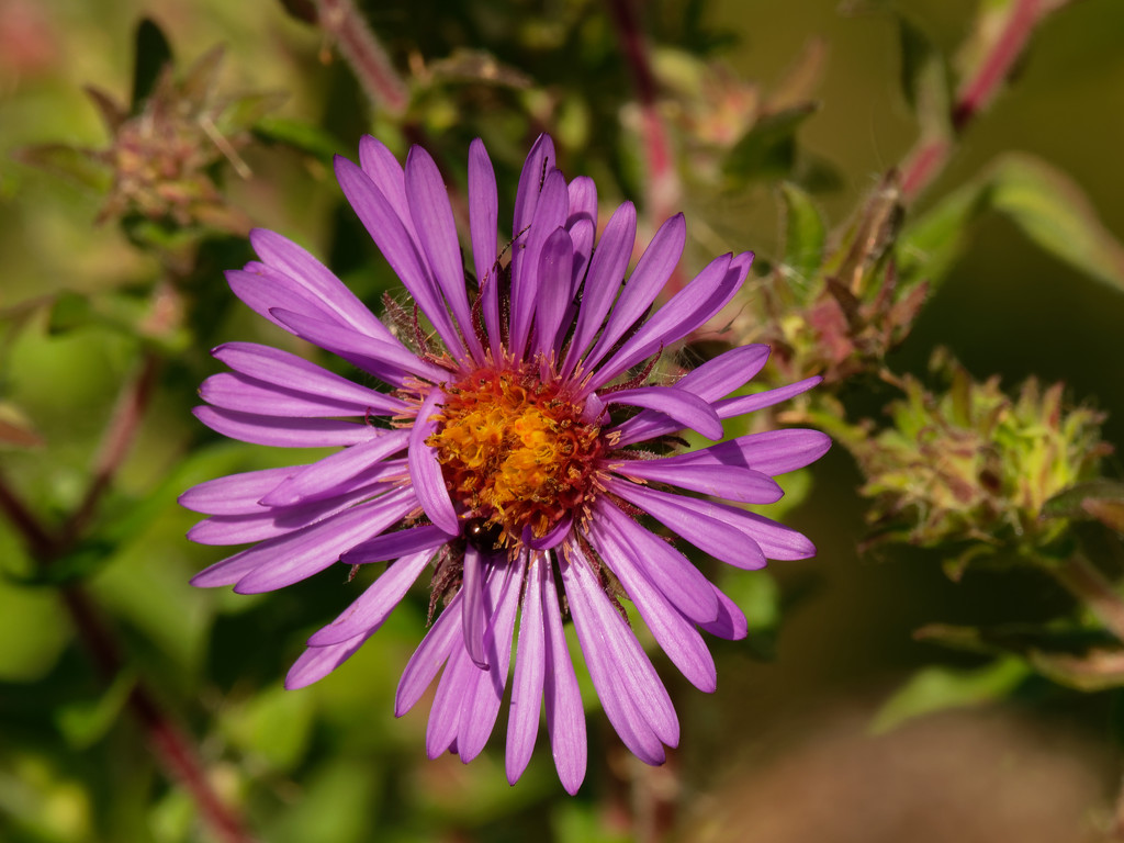 New England aster by rminer