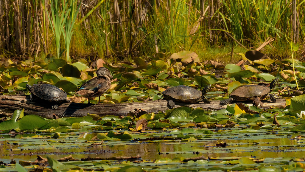 common slider, wood duck, and painted turtles by rminer
