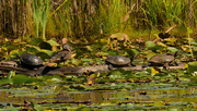 5th Sep 2020 - common slider, wood duck, and painted turtles
