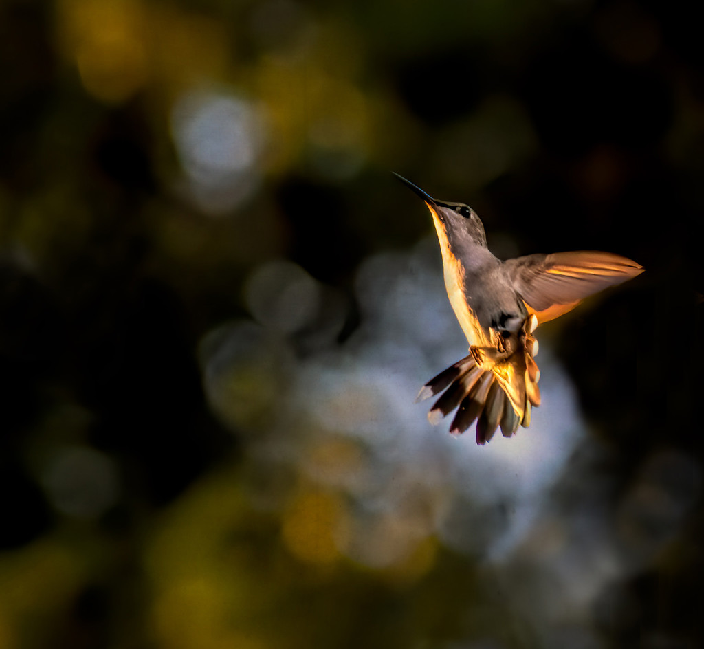 The Dance of the hummingbird  by samae