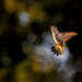The Dance of the hummingbird  by samae
