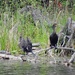 Double-crested Cormorants... by sunnygreenwood