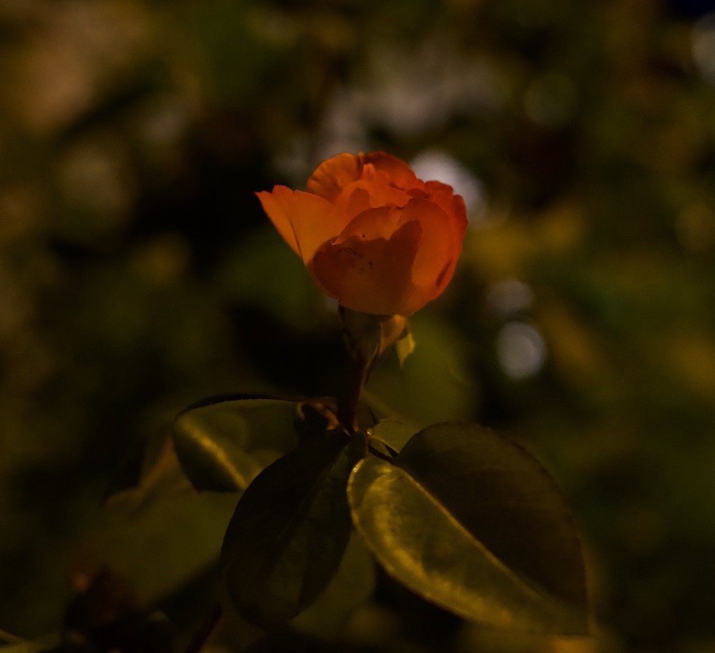 a rose at night by orion5d