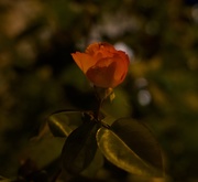 5th Sep 2020 - a rose at night