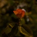 a rose at night by orion5d