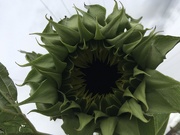 29th Aug 2020 - New Sunflower 