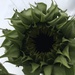 New Sunflower  by cataylor41