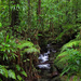 0905 - Rain Forest by bob65