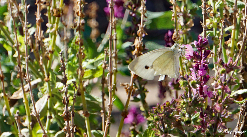 Cabbage White butterfly by larrysphotos