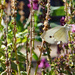 Cabbage White butterfly by larrysphotos