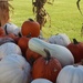 Pumpkins galore! by essiesue