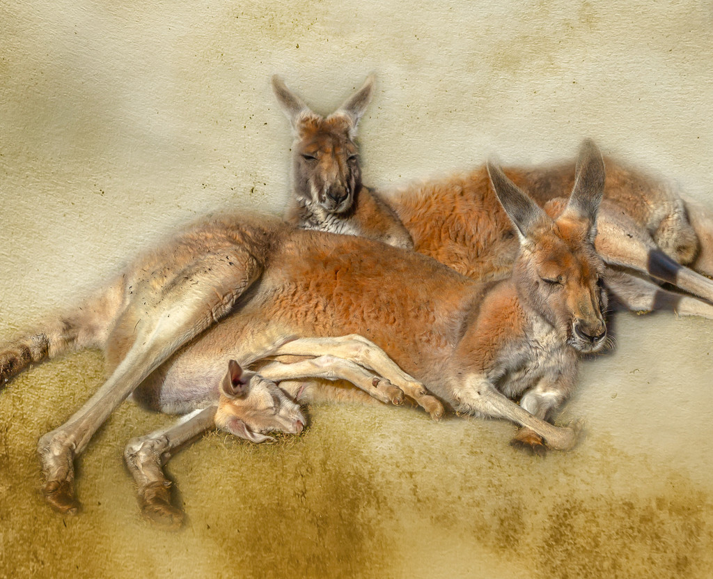 Another family-kangaroos by gosia