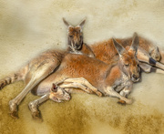 4th Sep 2020 - Another family-kangaroos