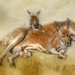 Another family-kangaroos by gosia