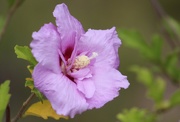 4th Sep 2020 - Rose Of Sharon