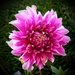 Another Dahlia by kimmer50