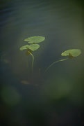 5th Sep 2020 - lily pads