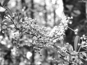 6th Sep 2020 - What is this white fluffy stuff on the pyracantha?